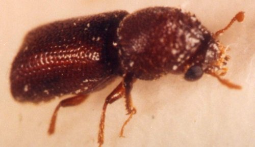 LARGER GRAIN BORER