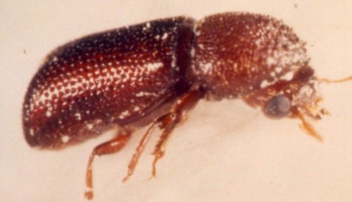 LARGER GRAIN BORER
