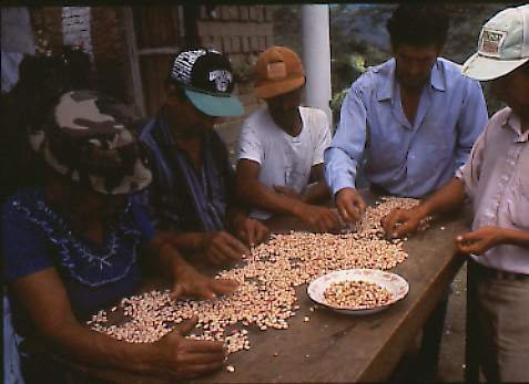 MANUAL SORTING OF BEANS