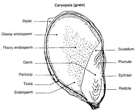 STRUCTURE OF SORGHUM GRAIN (28 KB)