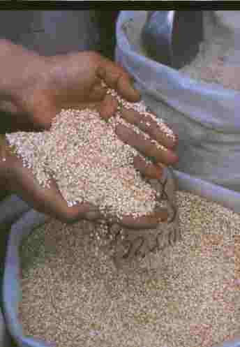 GRANO PERLADO DE HARINA DE QUINUA