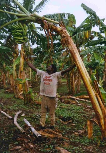 STAGE INVOLVED IN HARVESTING A BUNCH OF PLANTAIN II