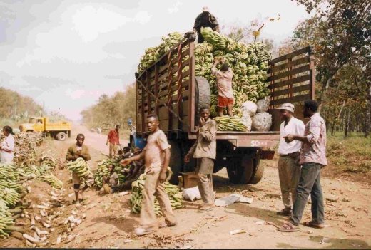 LOADING BUNCHES OF PLANTAINS IN BULK IN TRUCKS