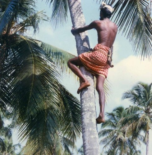 CLIMBING METHOD OF HARVESTING PRODUCTS COCONUT